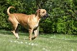 BOERBULL 068